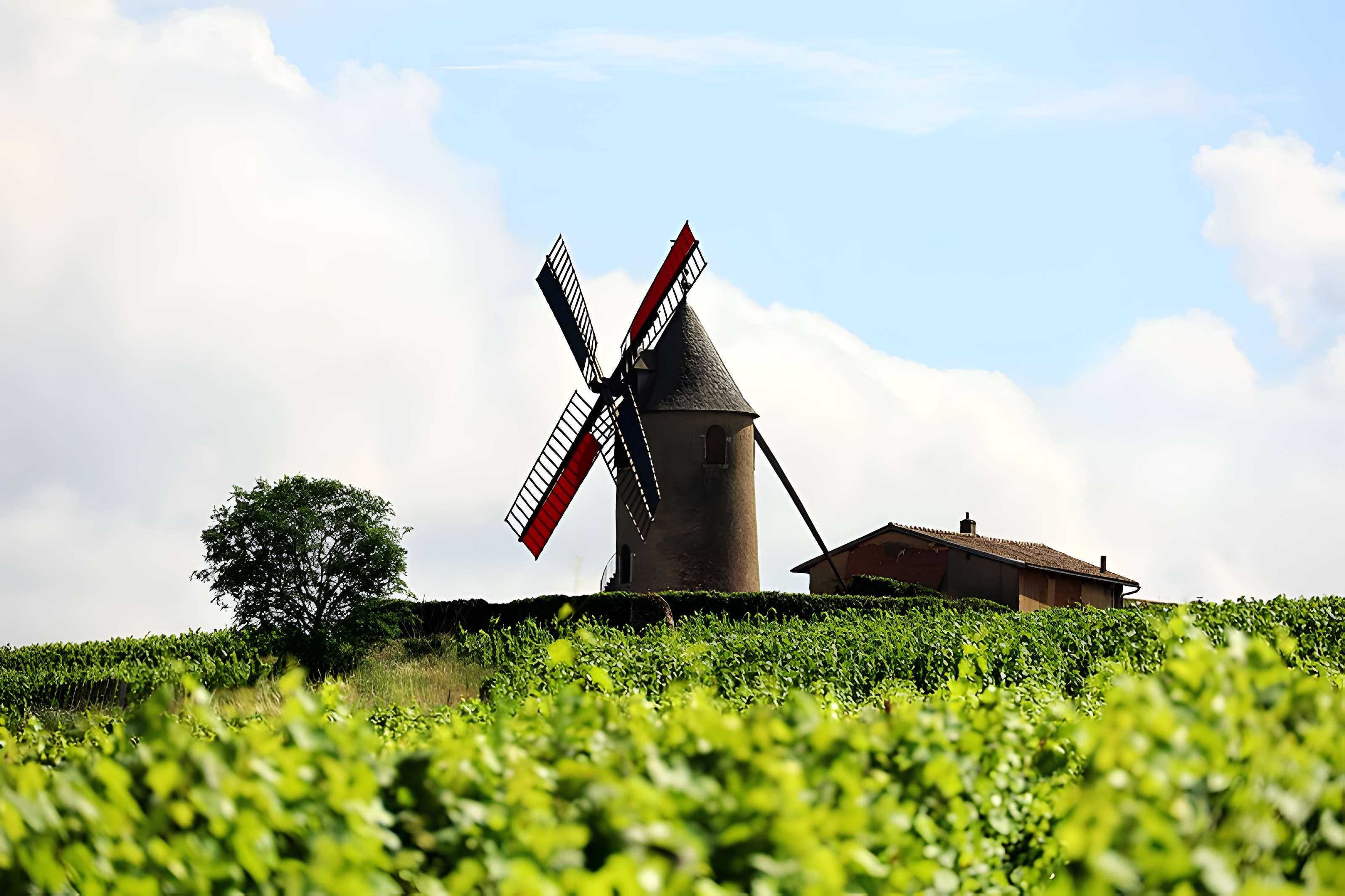 Moulin à vent de Romanèche-Thorins