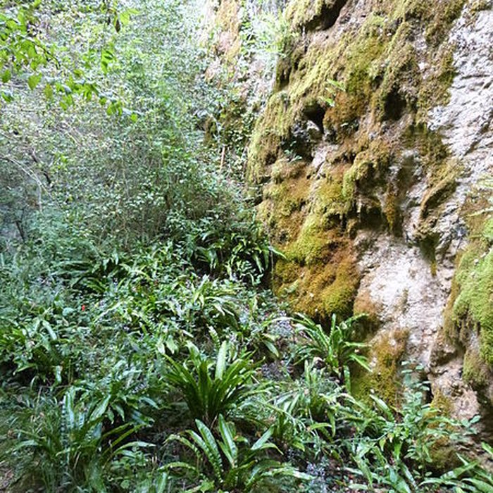 Photo de Phosphatière du Cloup dAural à Bach
