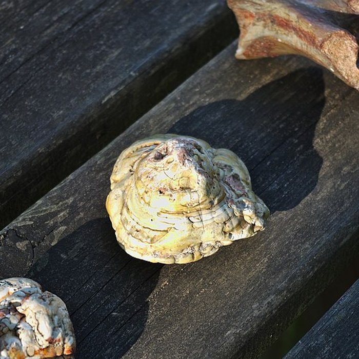 Photo de Phosphatière du Cloup dAural à Bach