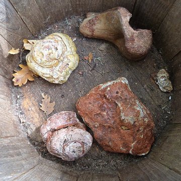 phosphatiere du cloup d aural a bach