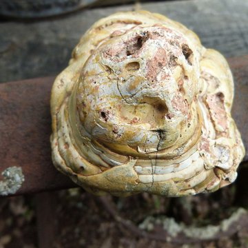 Phosphatière du Cloup dAural à Bach