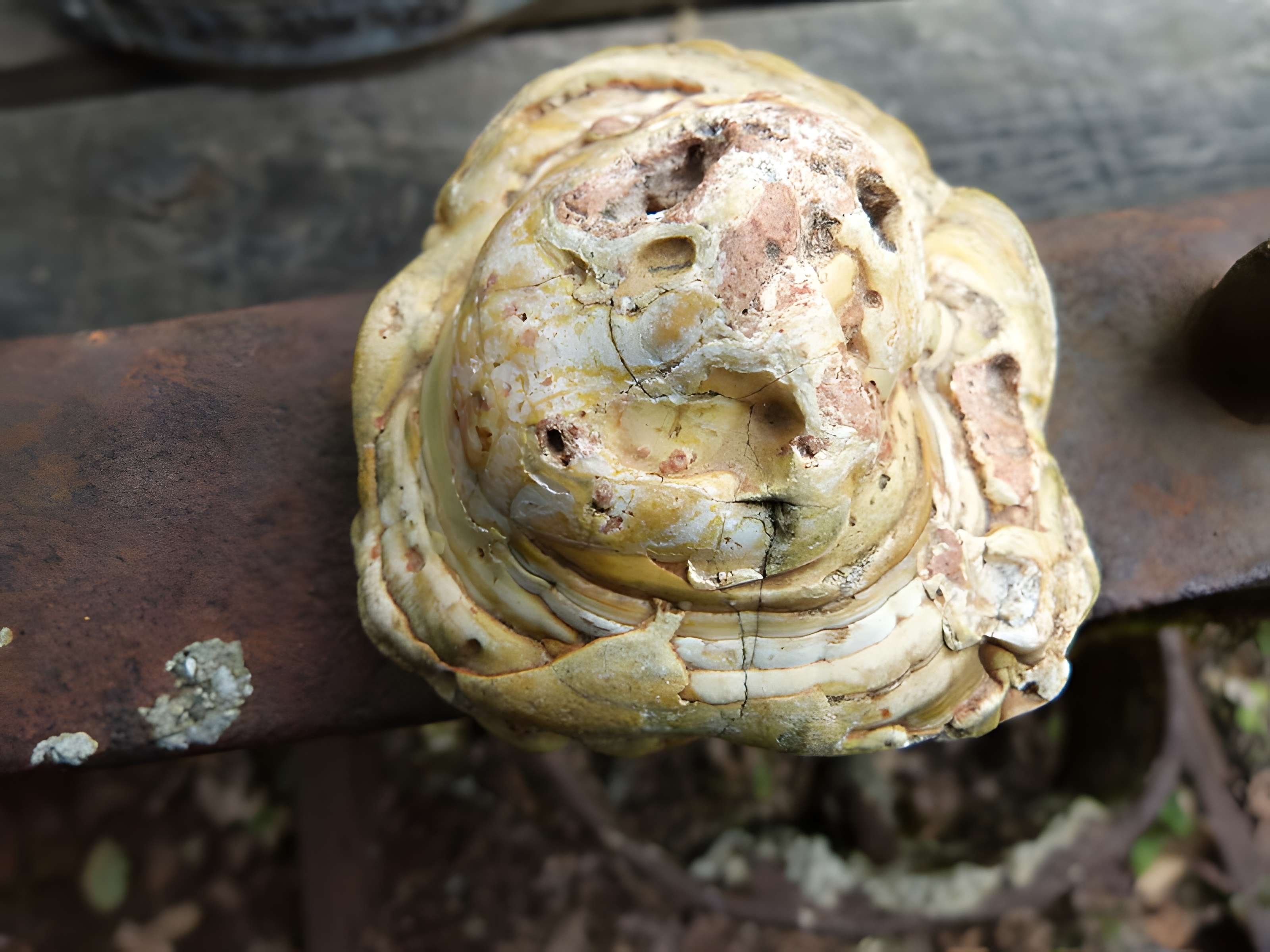 Phosphatière du Cloup d'Aural à Bach