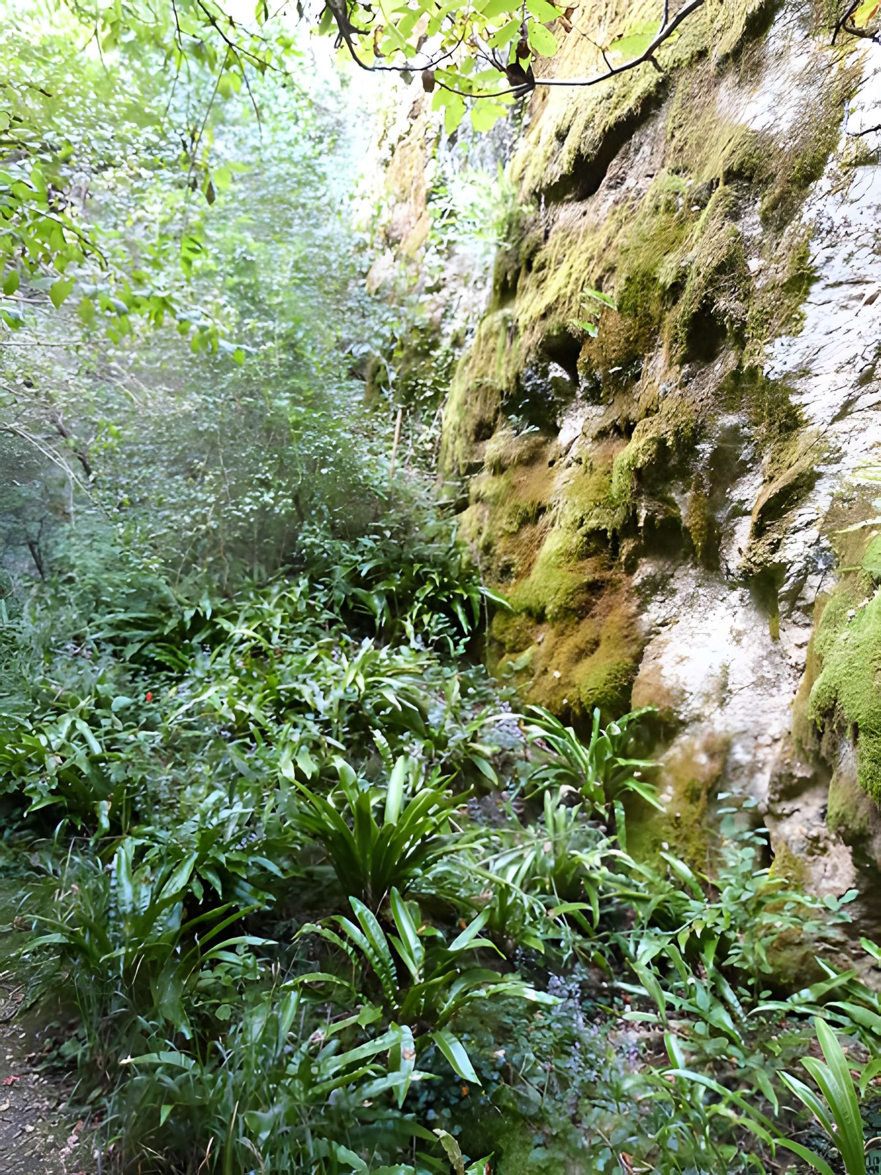 Phosphatière du Cloup d'Aural à Bach