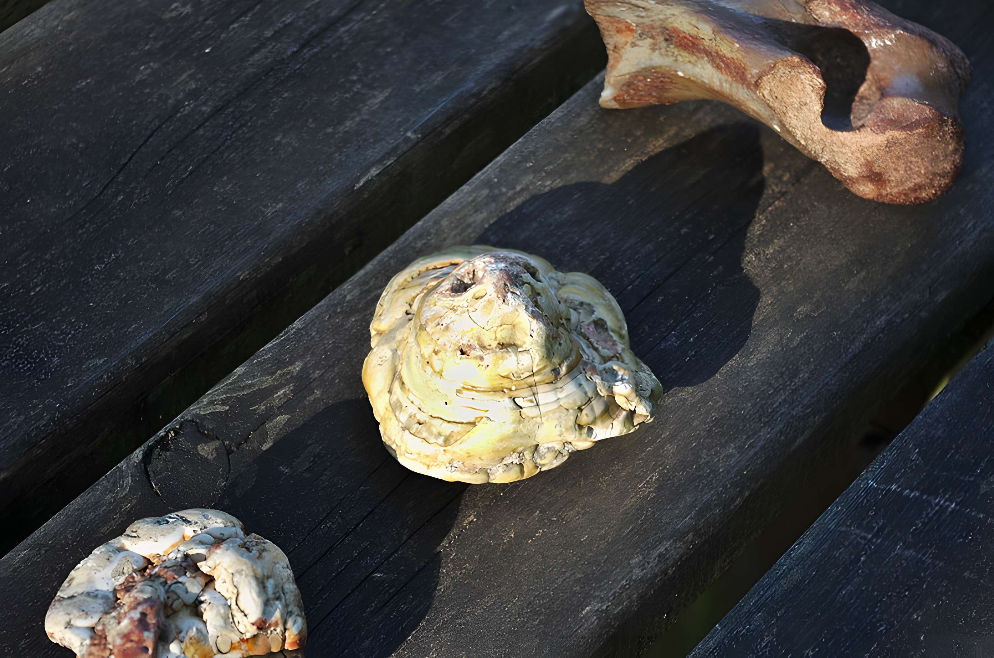 Phosphatière du Cloup d'Aural à Bach