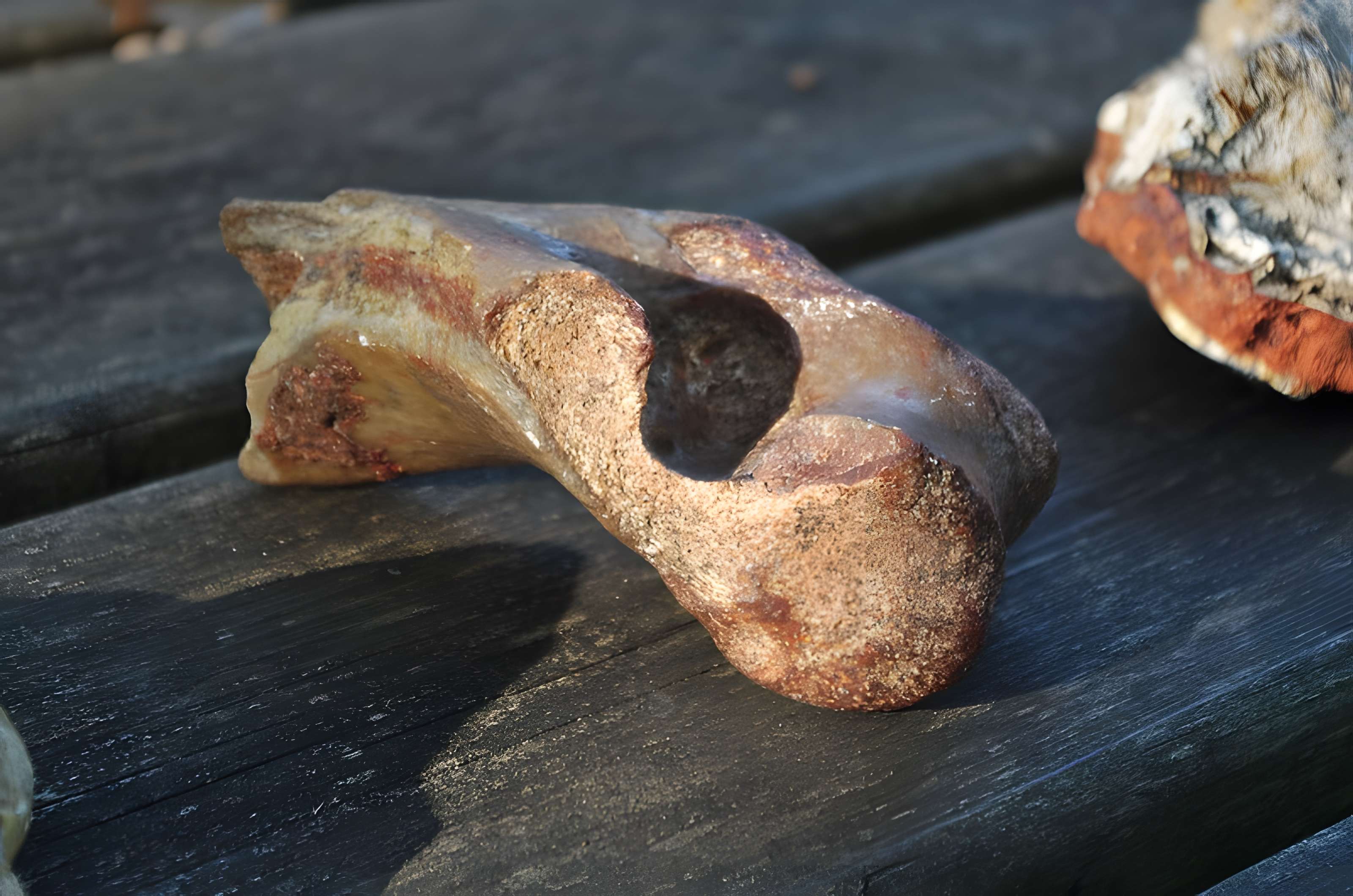 Phosphatière du Cloup d'Aural à Bach