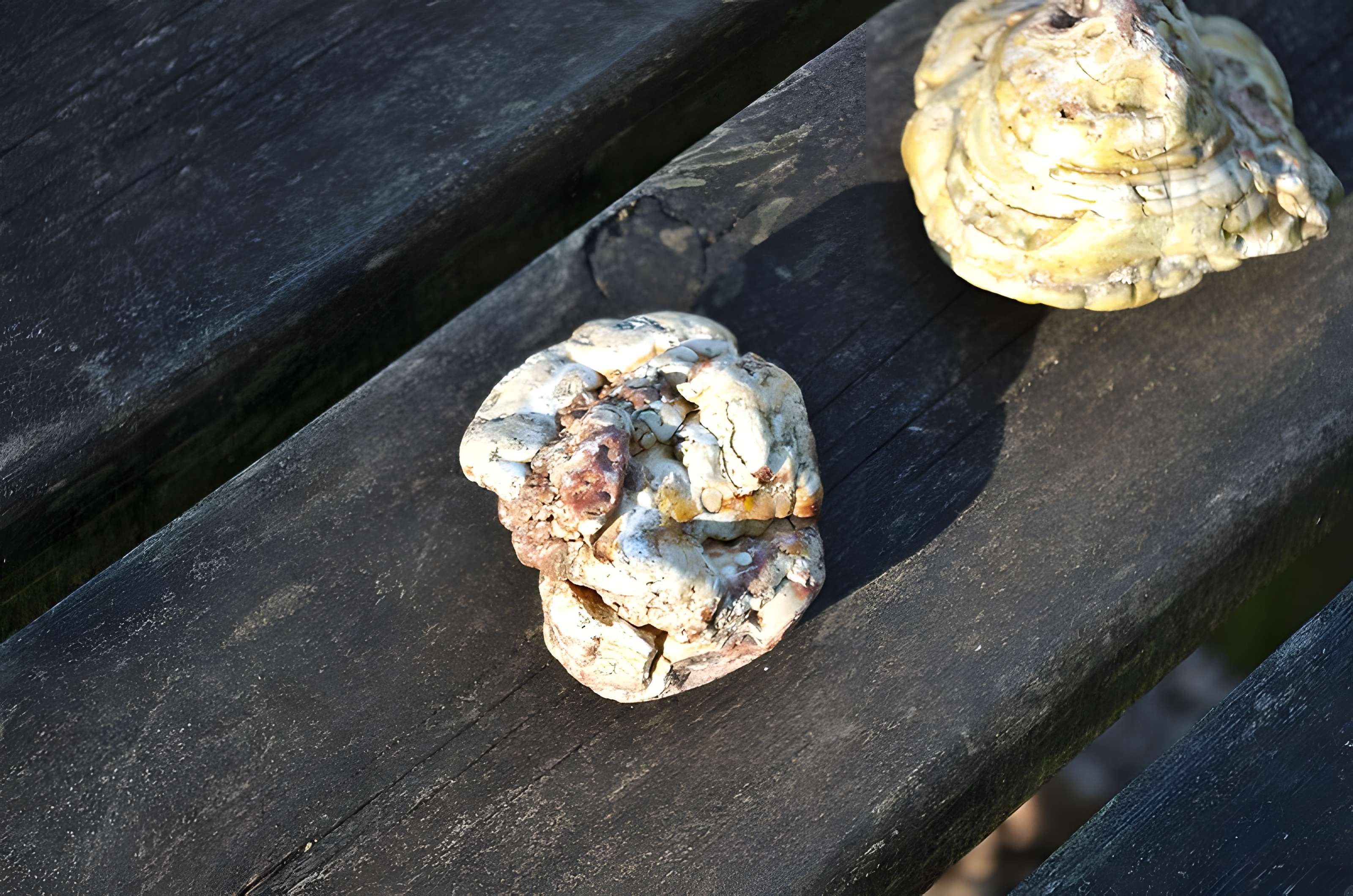 Phosphatière du Cloup d'Aural à Bach