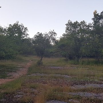 Pierre Martine de Livernon