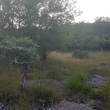 Pierre Martine de Livernon