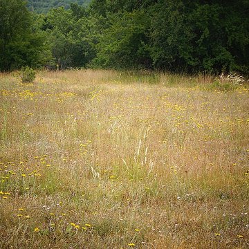 Pierre Martine de Livernon