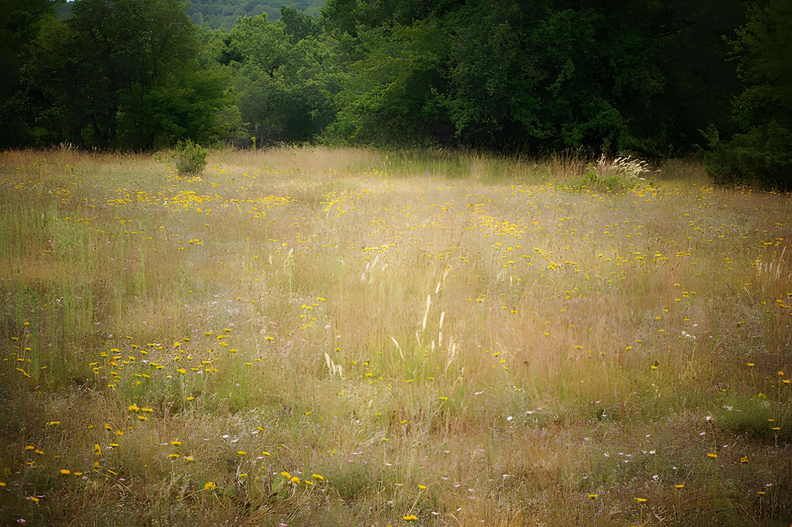 Pierre Martine de Livernon