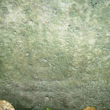 Pierre Turquaise de Saint-Martin-du-Tertre