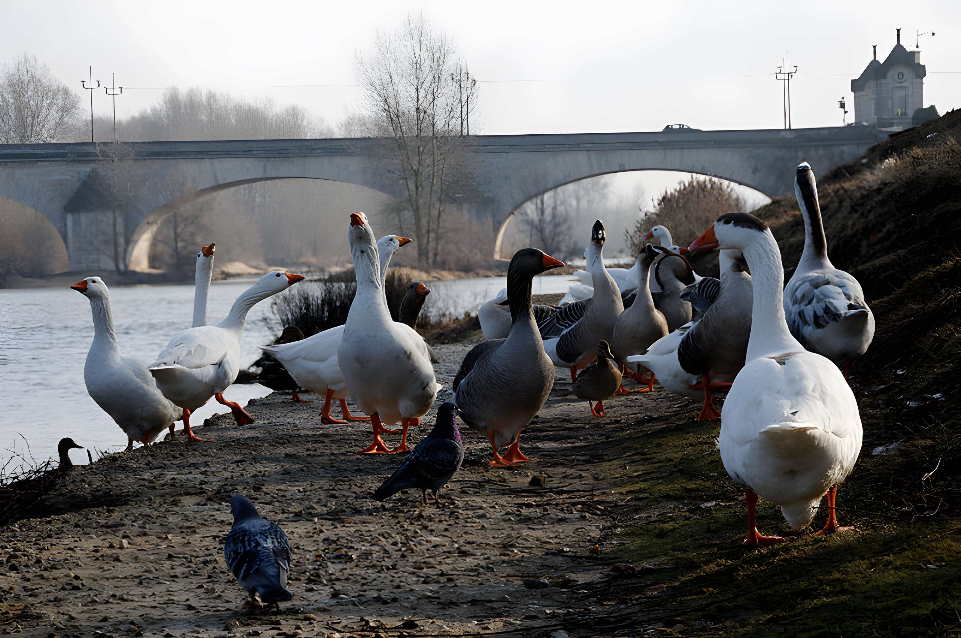 Pont George-V à Orléans