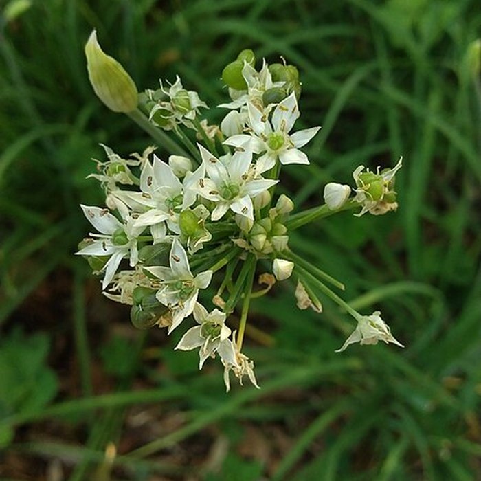Photo de Jardin des plantes de Montpellier