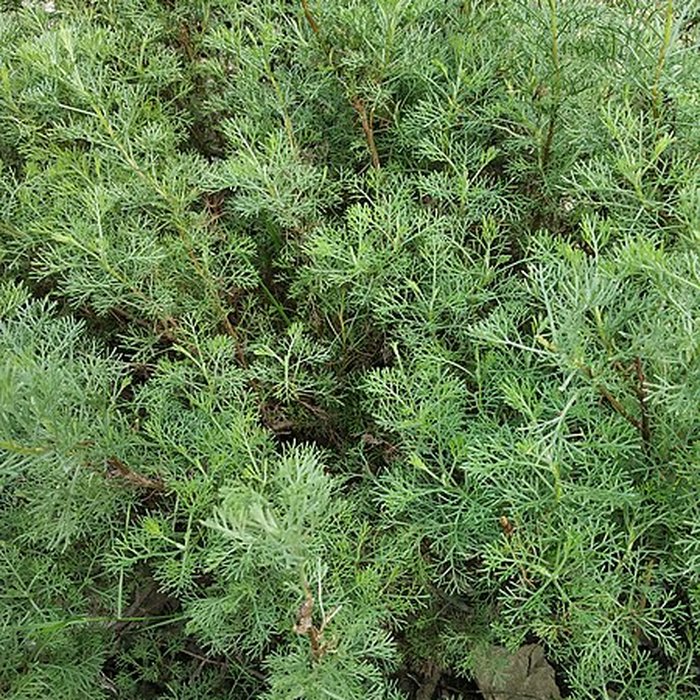 Photo de Jardin des plantes de Montpellier