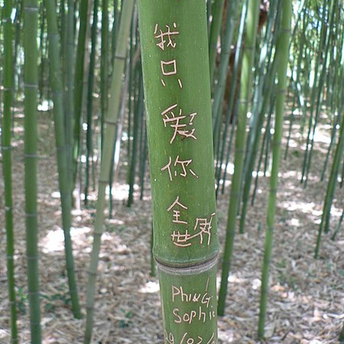 Photo de Jardin des plantes de Montpellier