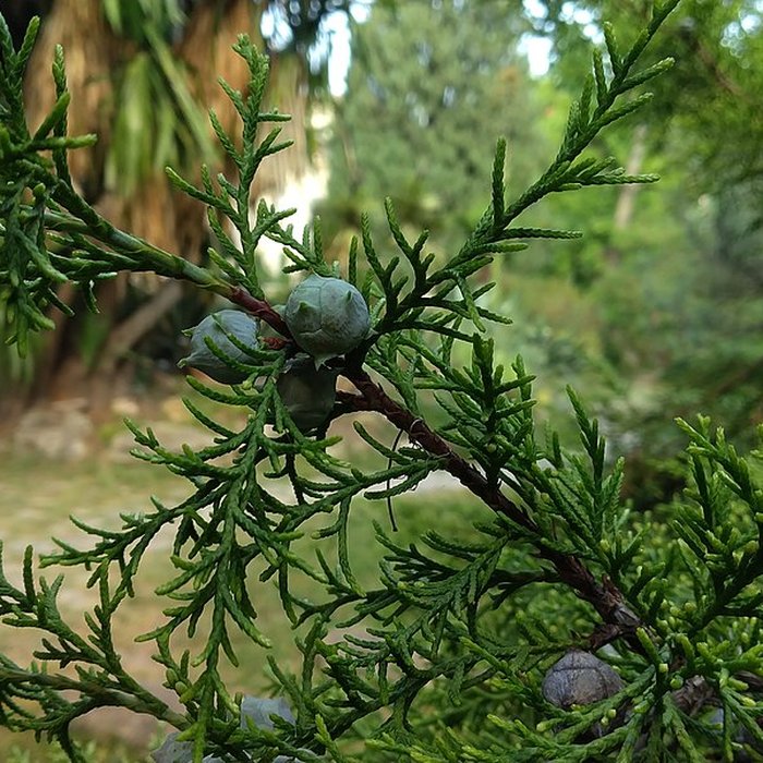Photo de Jardin des plantes de Montpellier