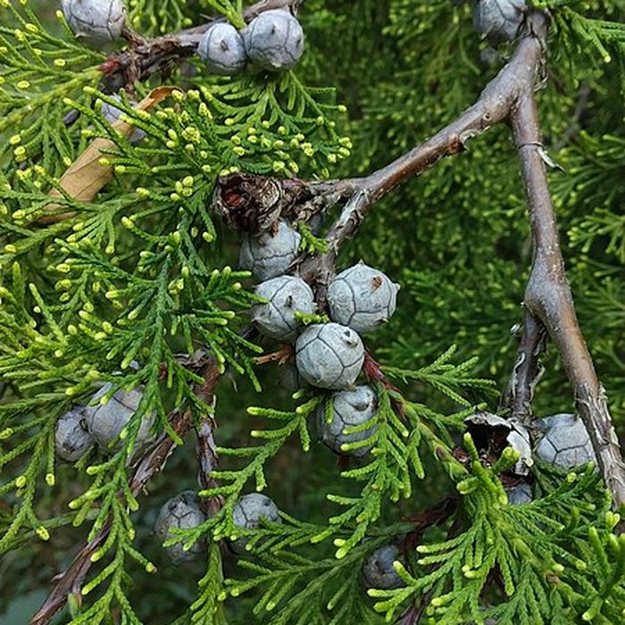 Photo de Jardin des plantes de Montpellier