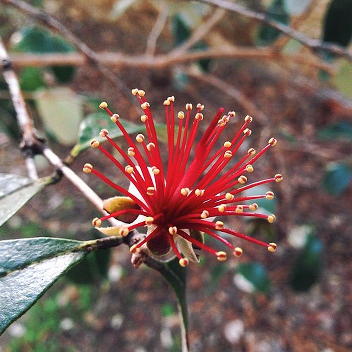 Photo de Jardin des plantes de Montpellier
