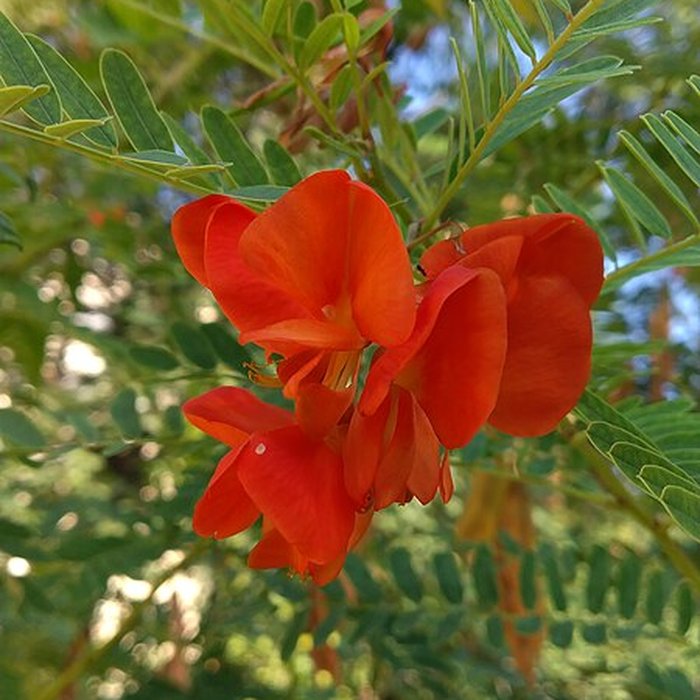 Photo de Jardin des plantes de Montpellier