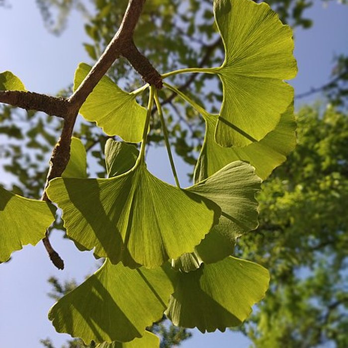 Photo de Jardin des plantes de Montpellier