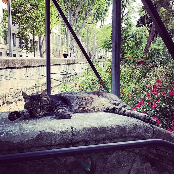Photo de Jardin des plantes de Montpellier