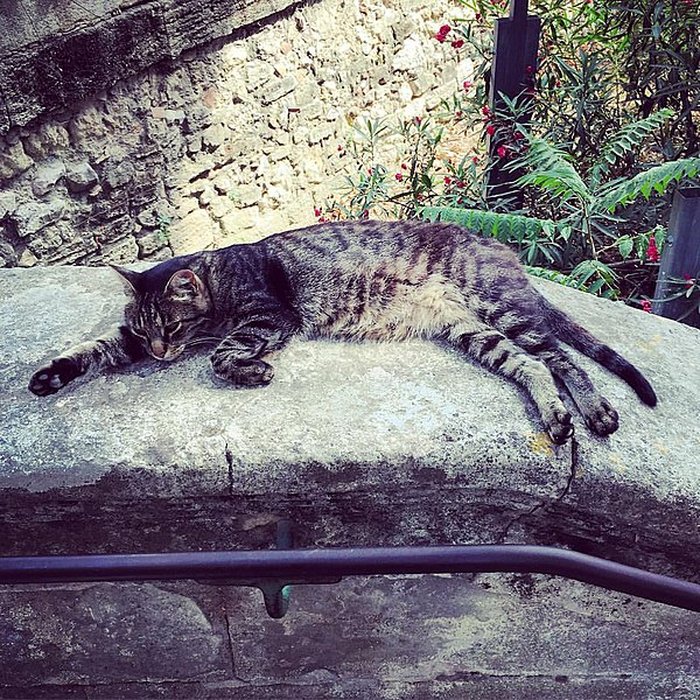 Photo de Jardin des plantes de Montpellier