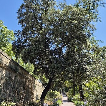 Jardin des plantes de Montpellier