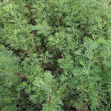 Jardin des plantes de Montpellier