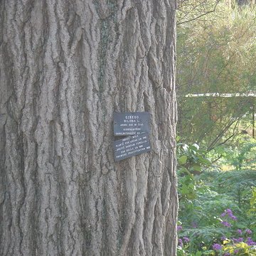 Jardin des plantes de Montpellier