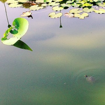 Jardin des plantes de Montpellier