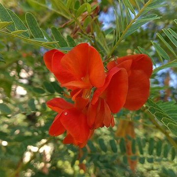 Jardin des plantes de Montpellier