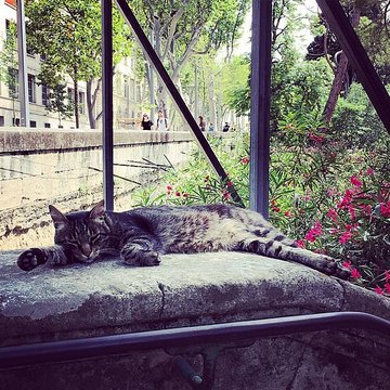 Jardin des plantes de Montpellier