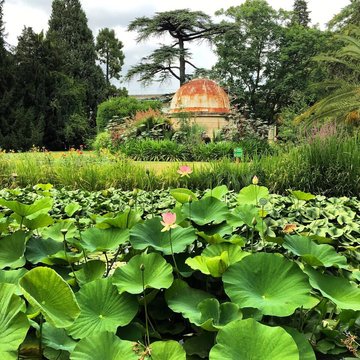 Jardin des plantes de Montpellier
