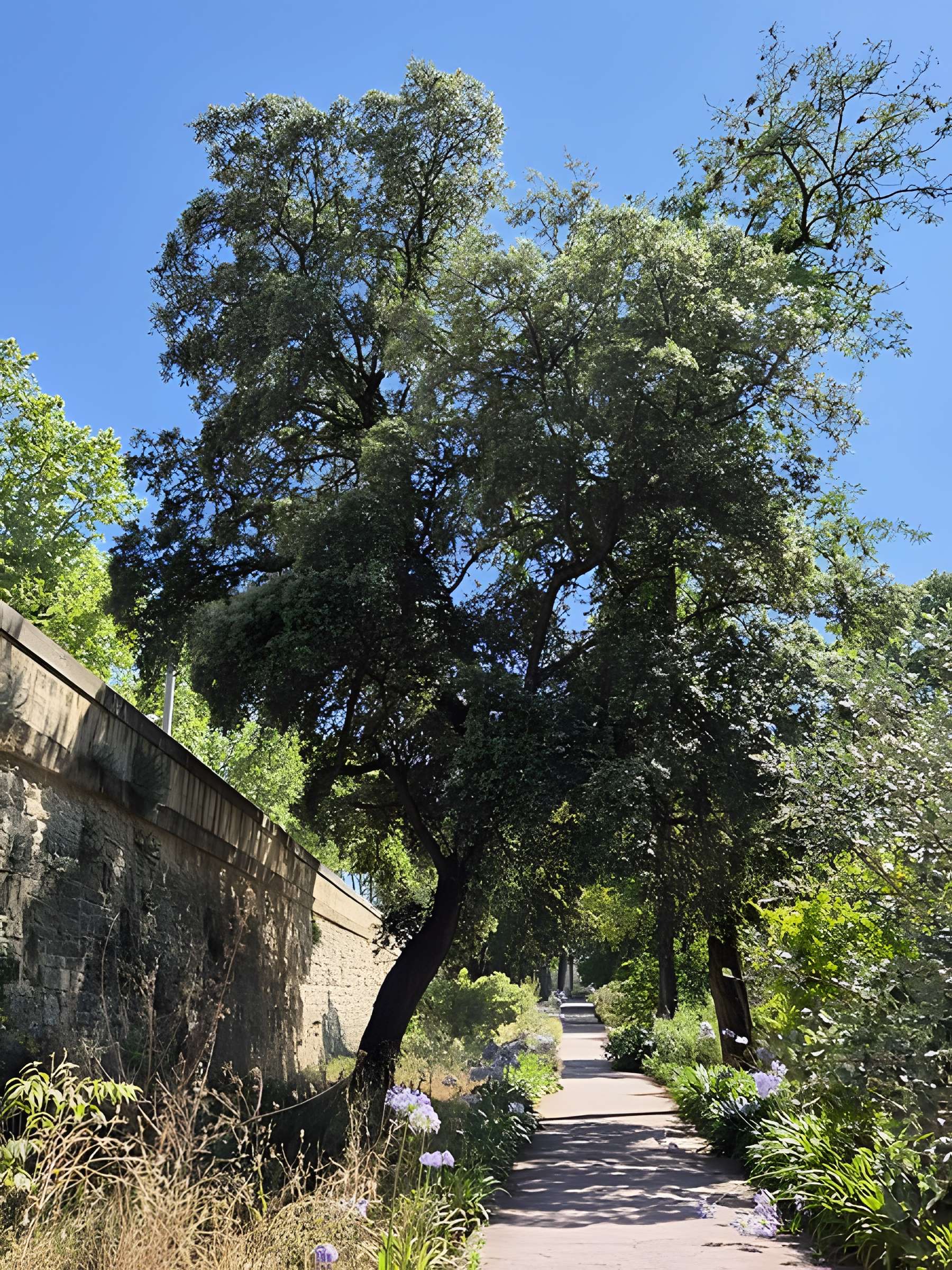 Jardin des plantes de Montpellier