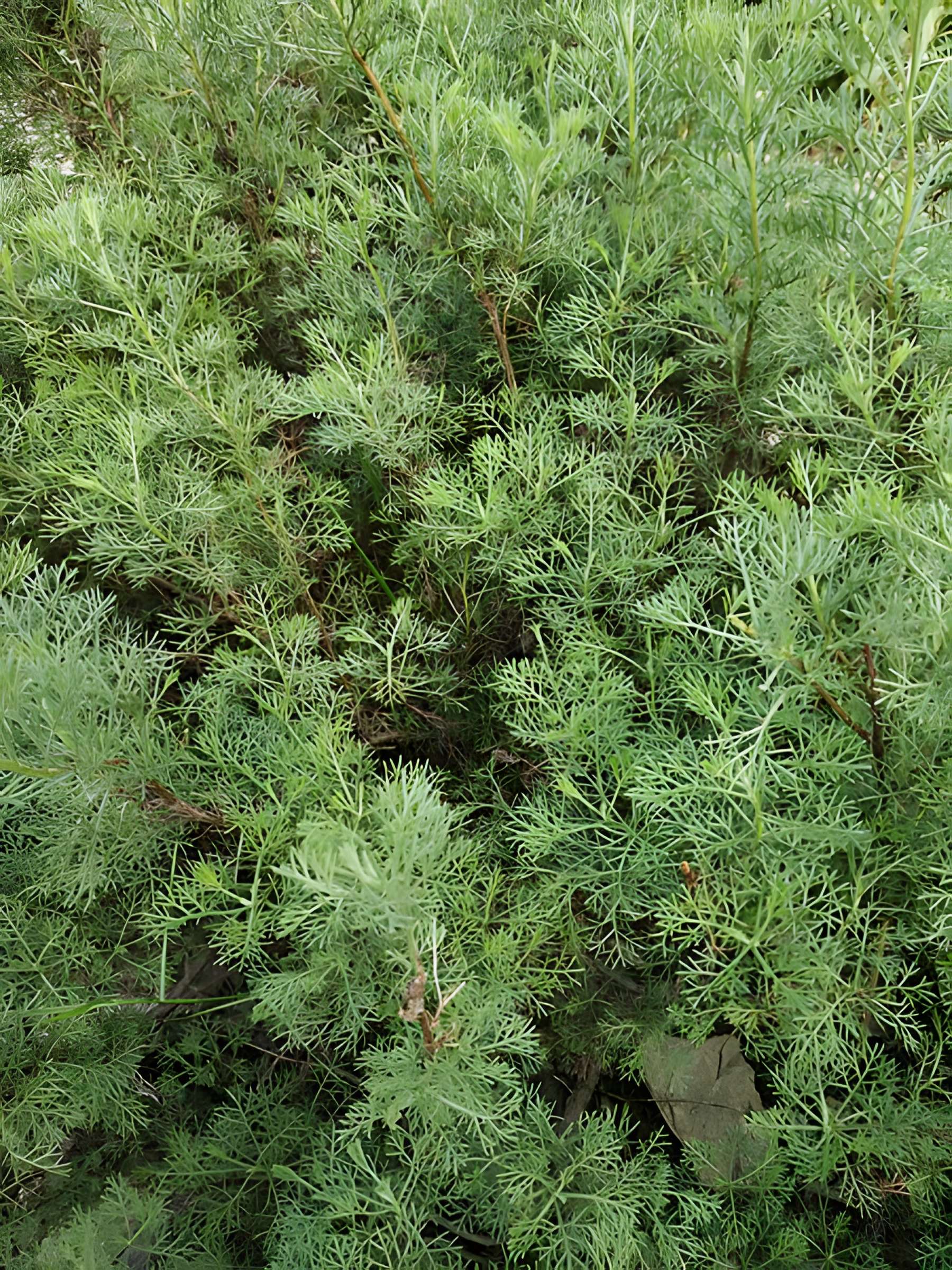 Jardin des plantes de Montpellier