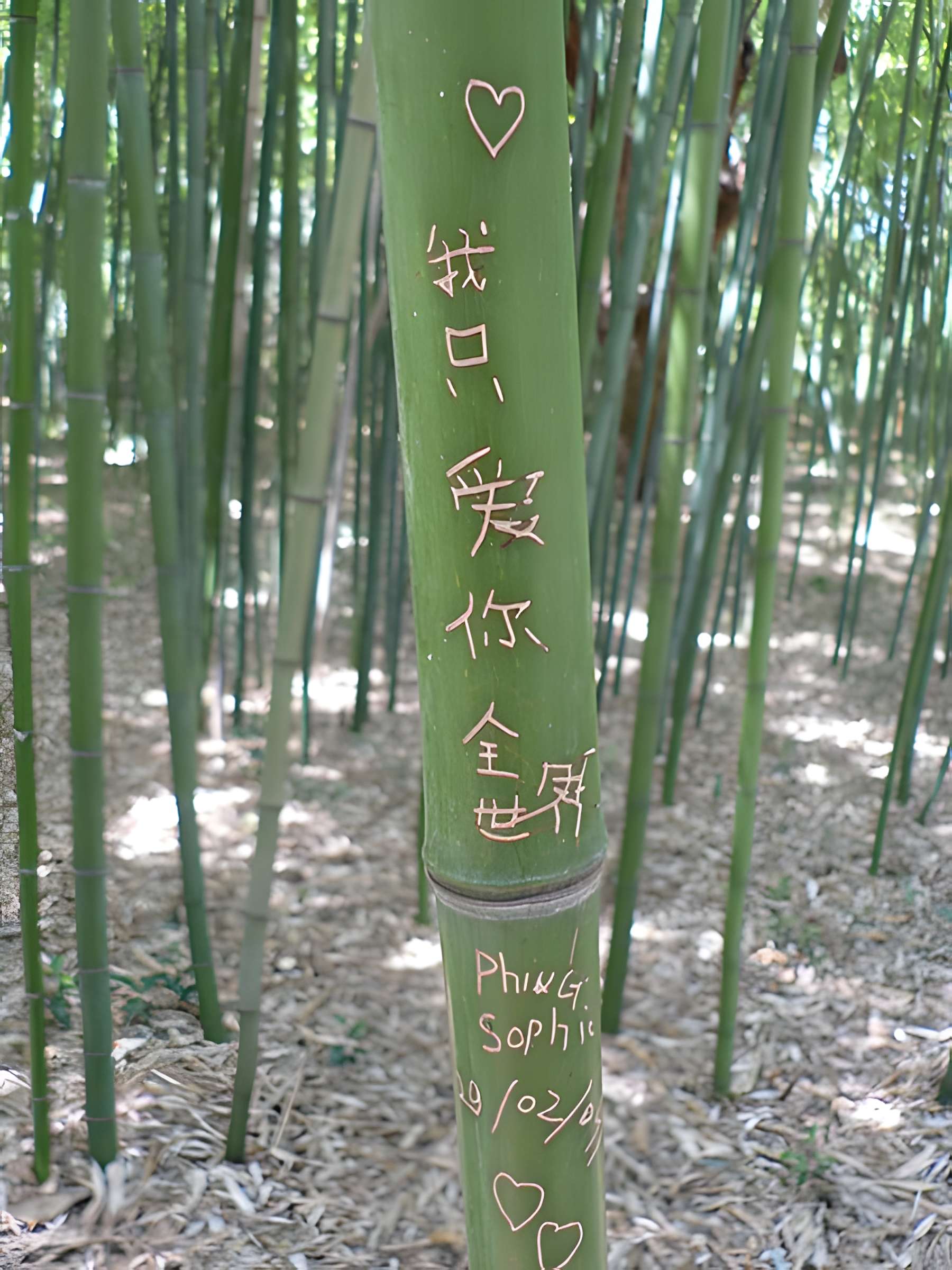 Jardin des plantes de Montpellier