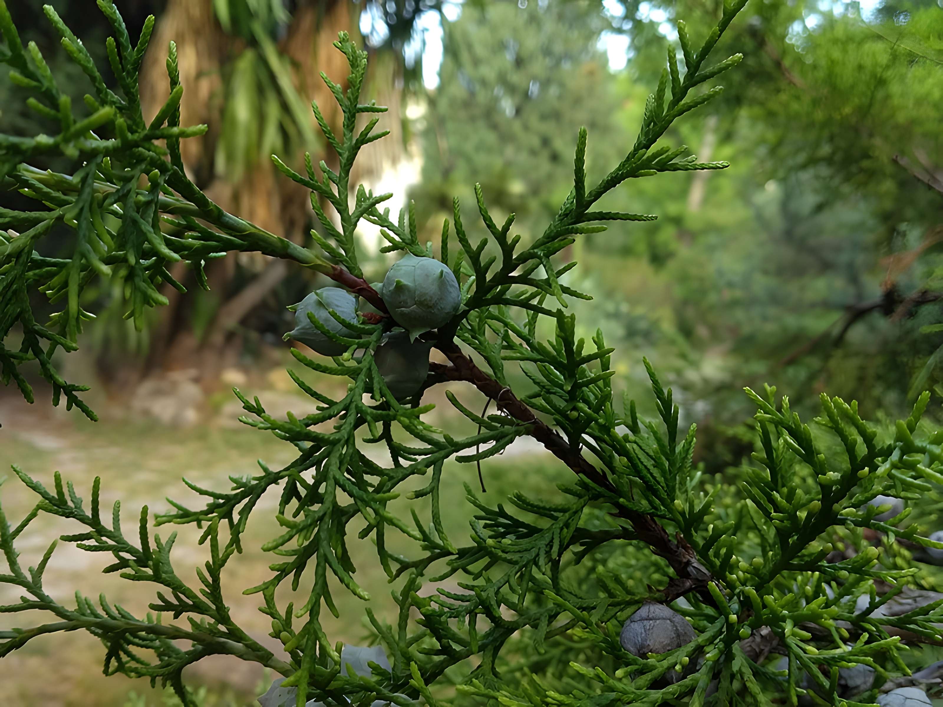 Jardin des plantes de Montpellier