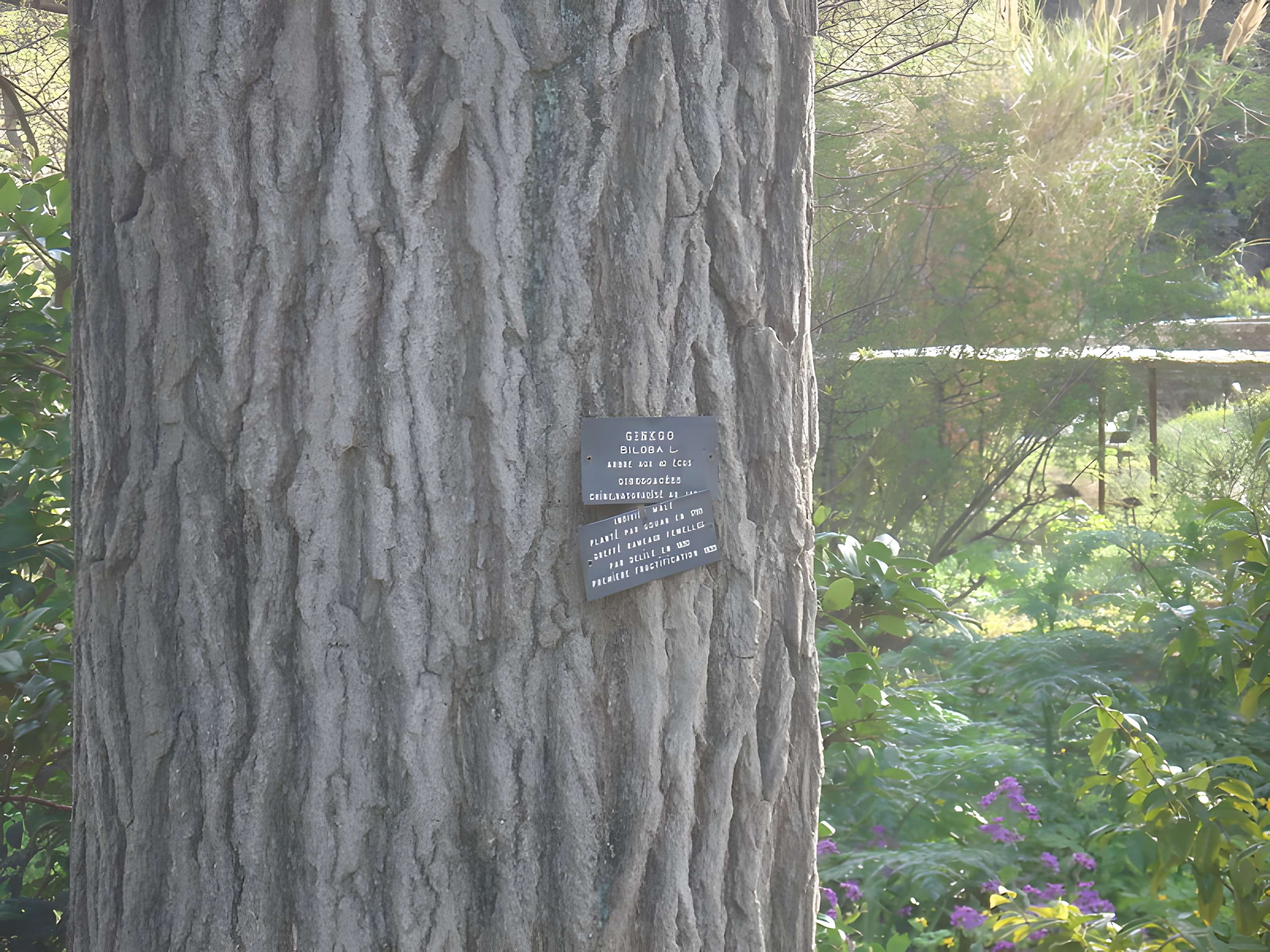 Jardin des plantes de Montpellier