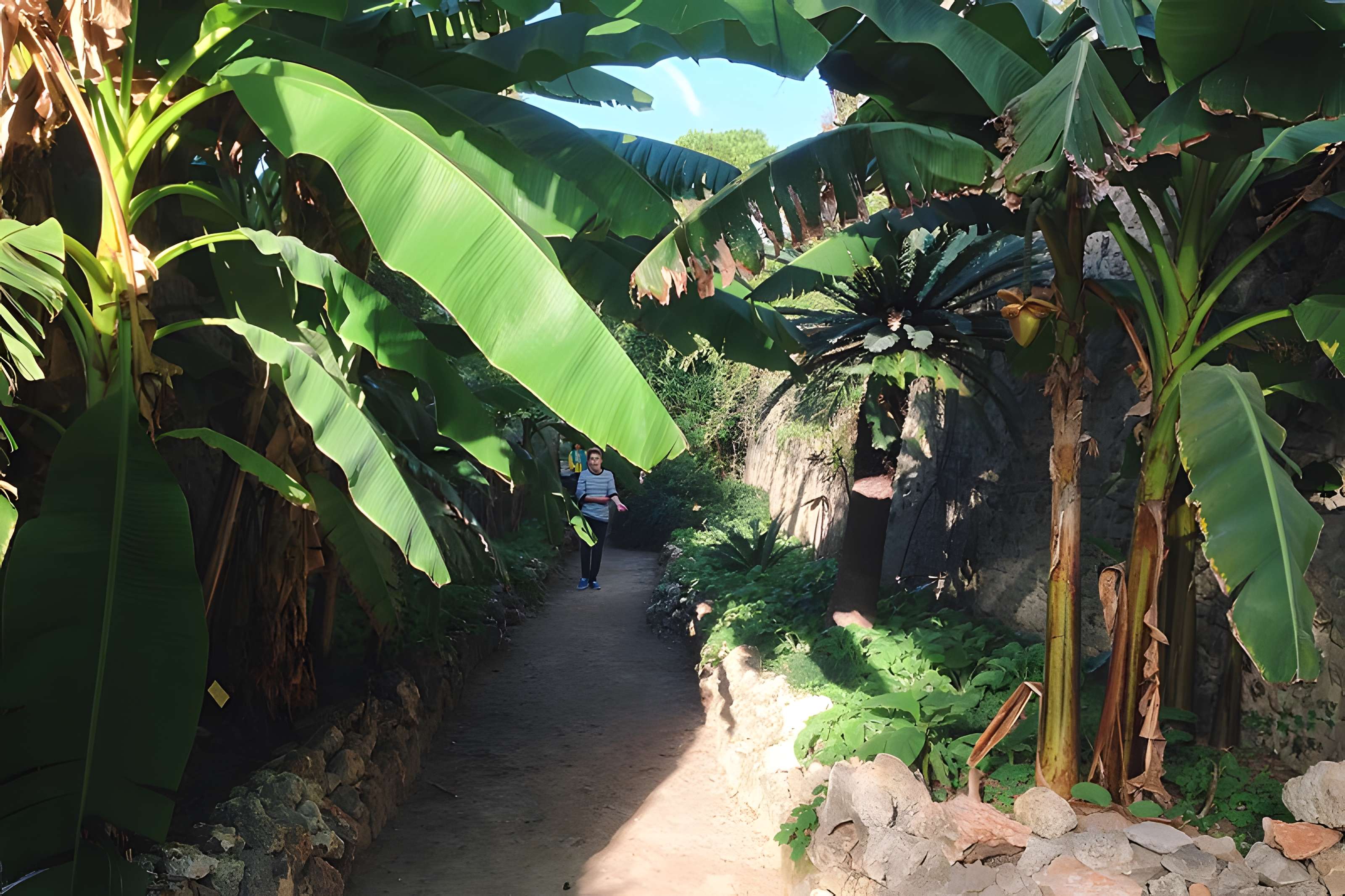 Jardin des plantes de Montpellier