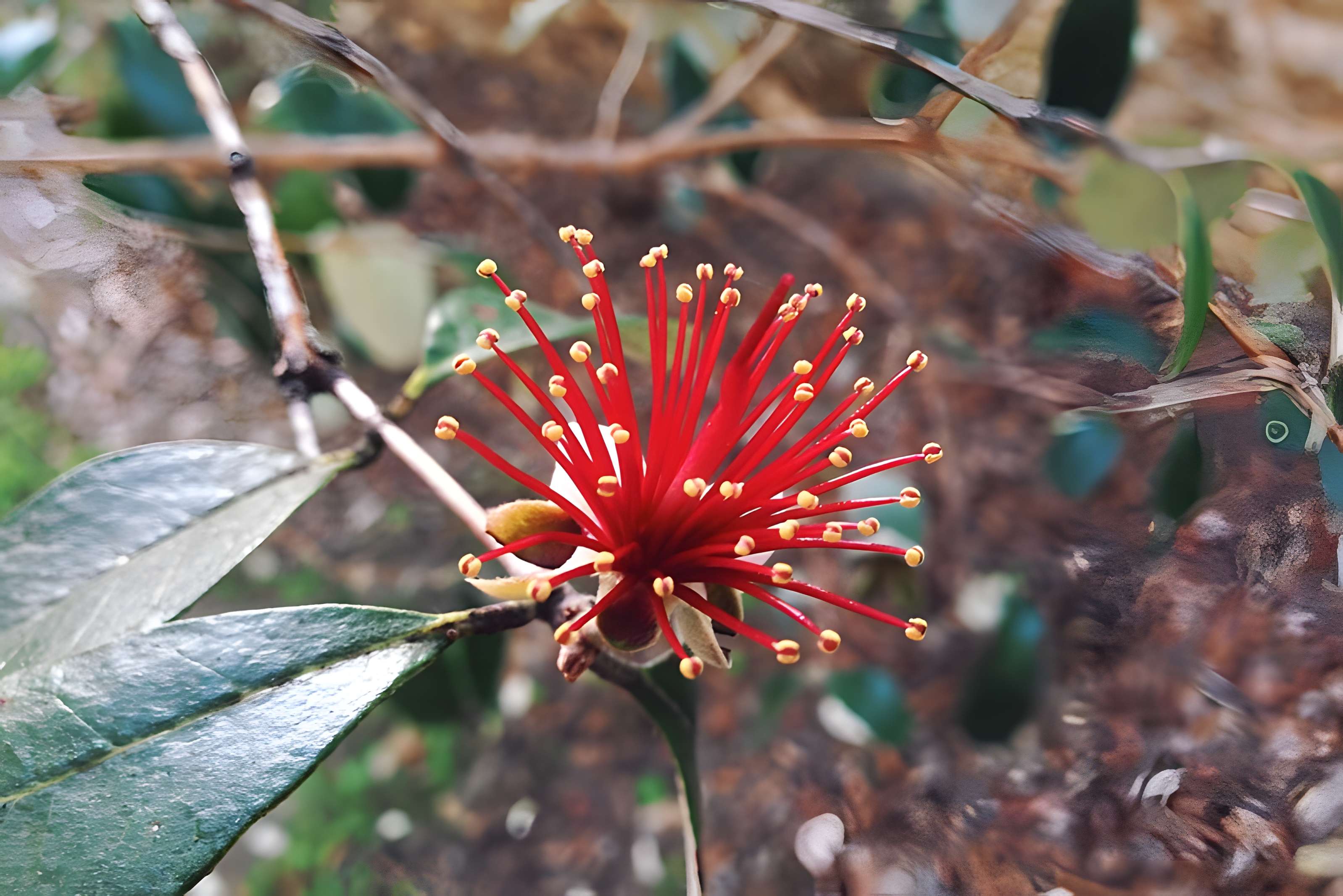 Jardin des plantes de Montpellier