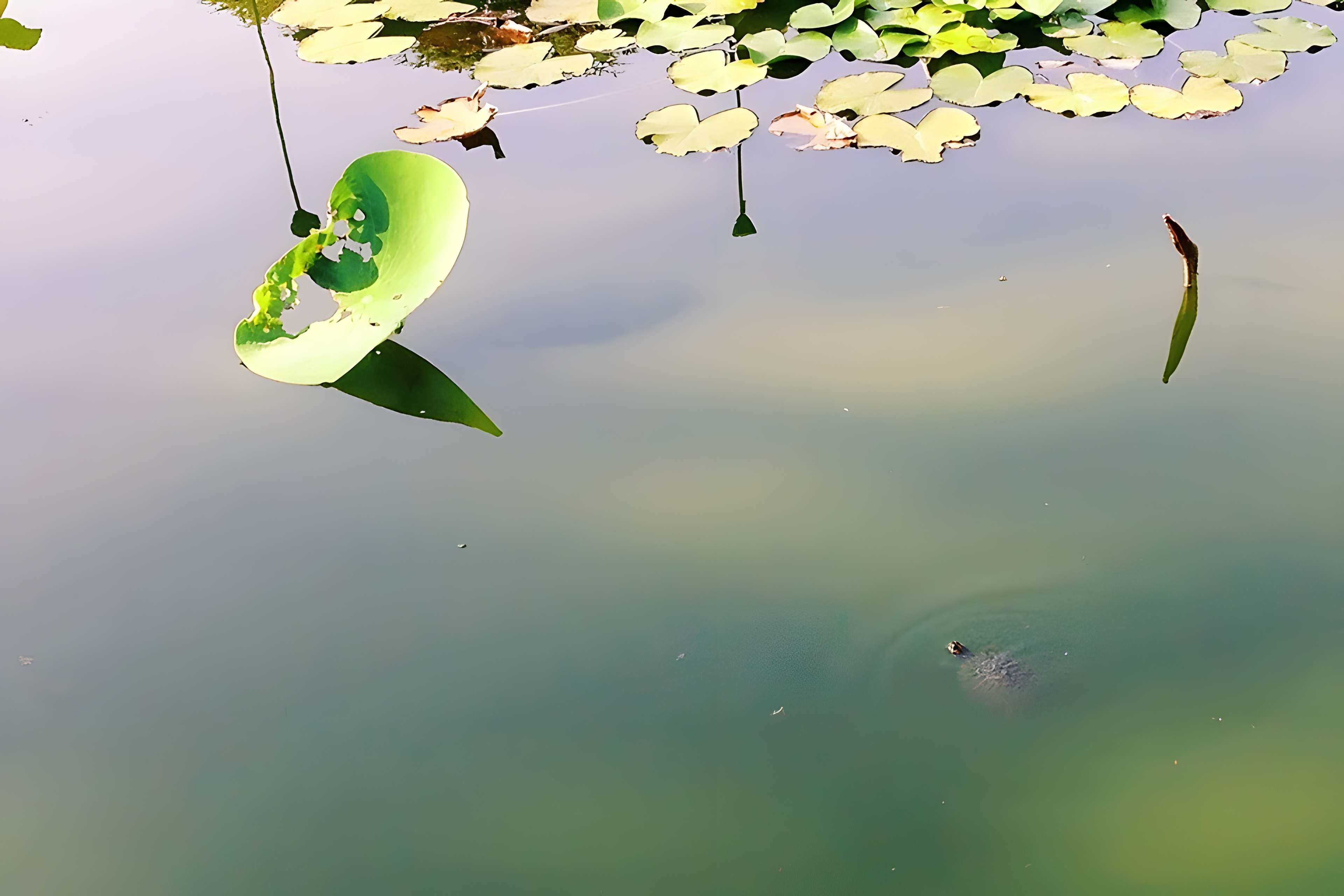 Jardin des plantes de Montpellier