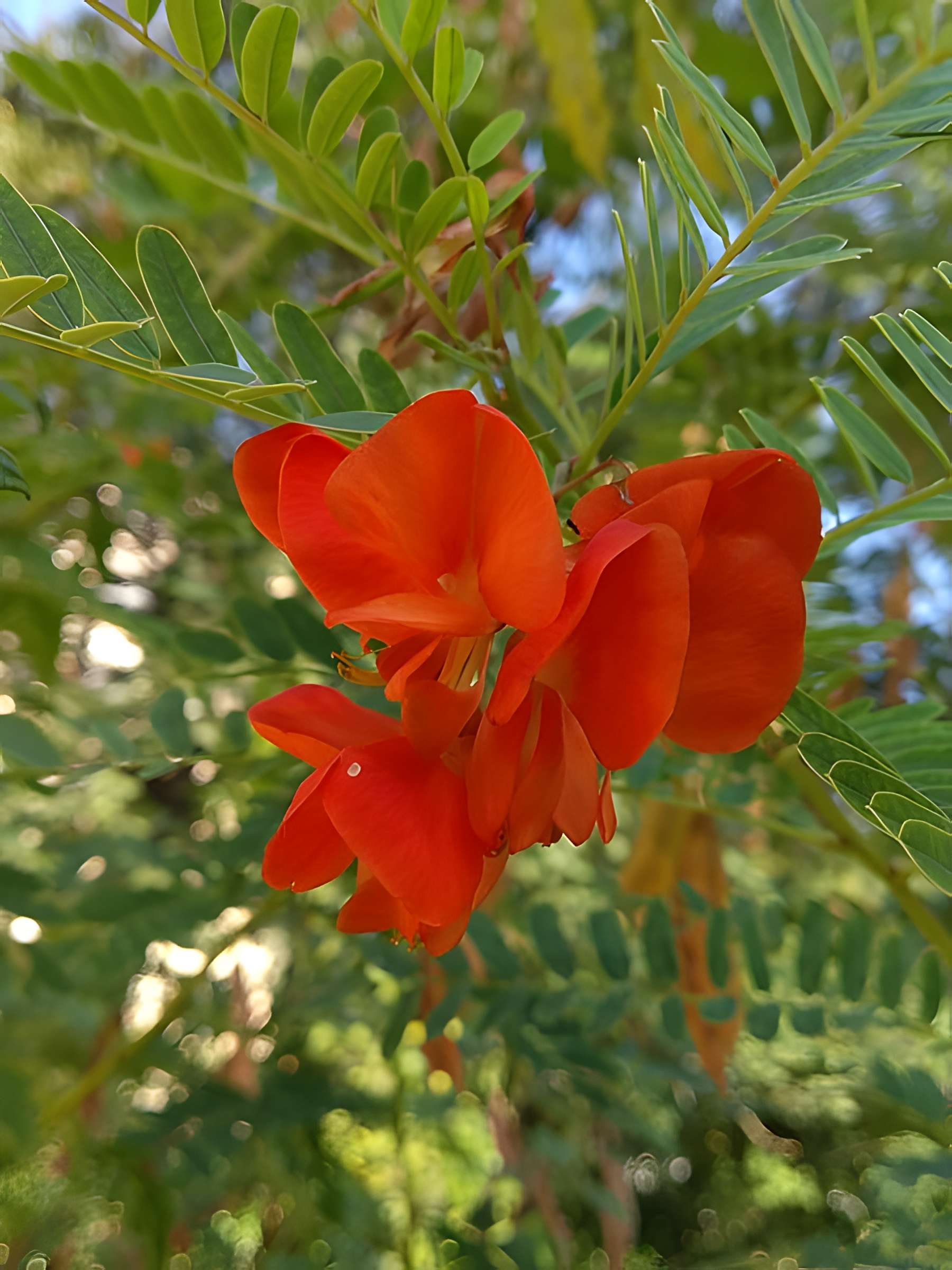 Jardin des plantes de Montpellier