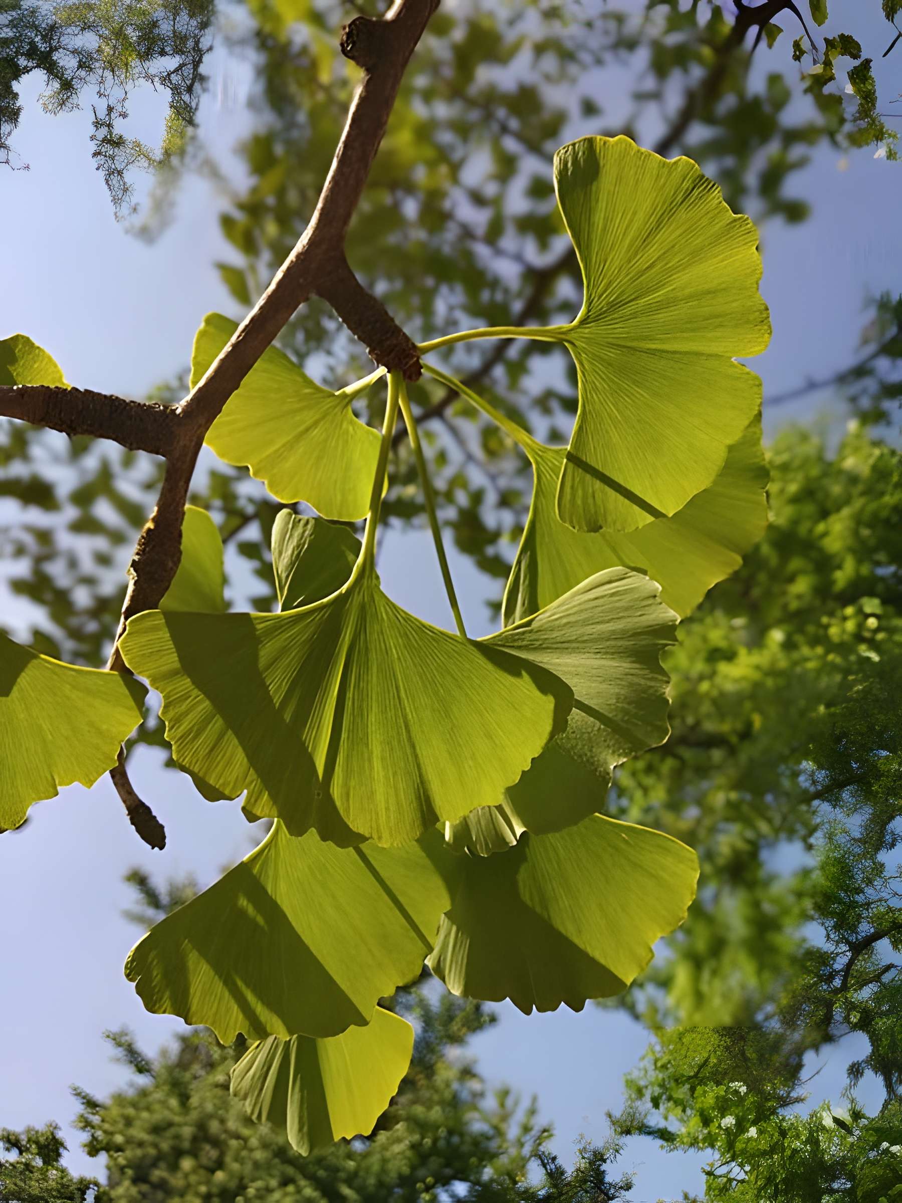 Jardin des plantes de Montpellier