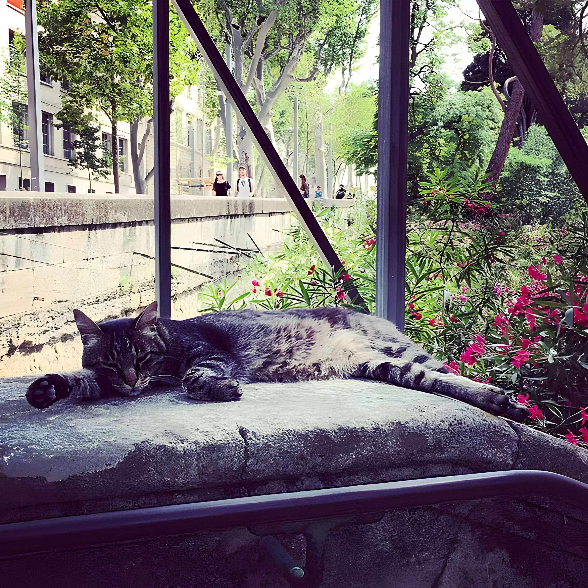 Jardin des plantes de Montpellier