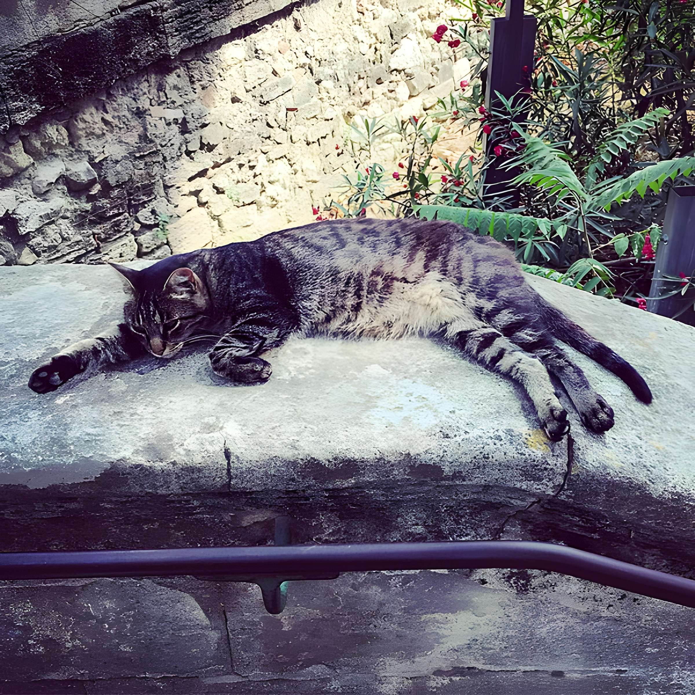 Jardin des plantes de Montpellier