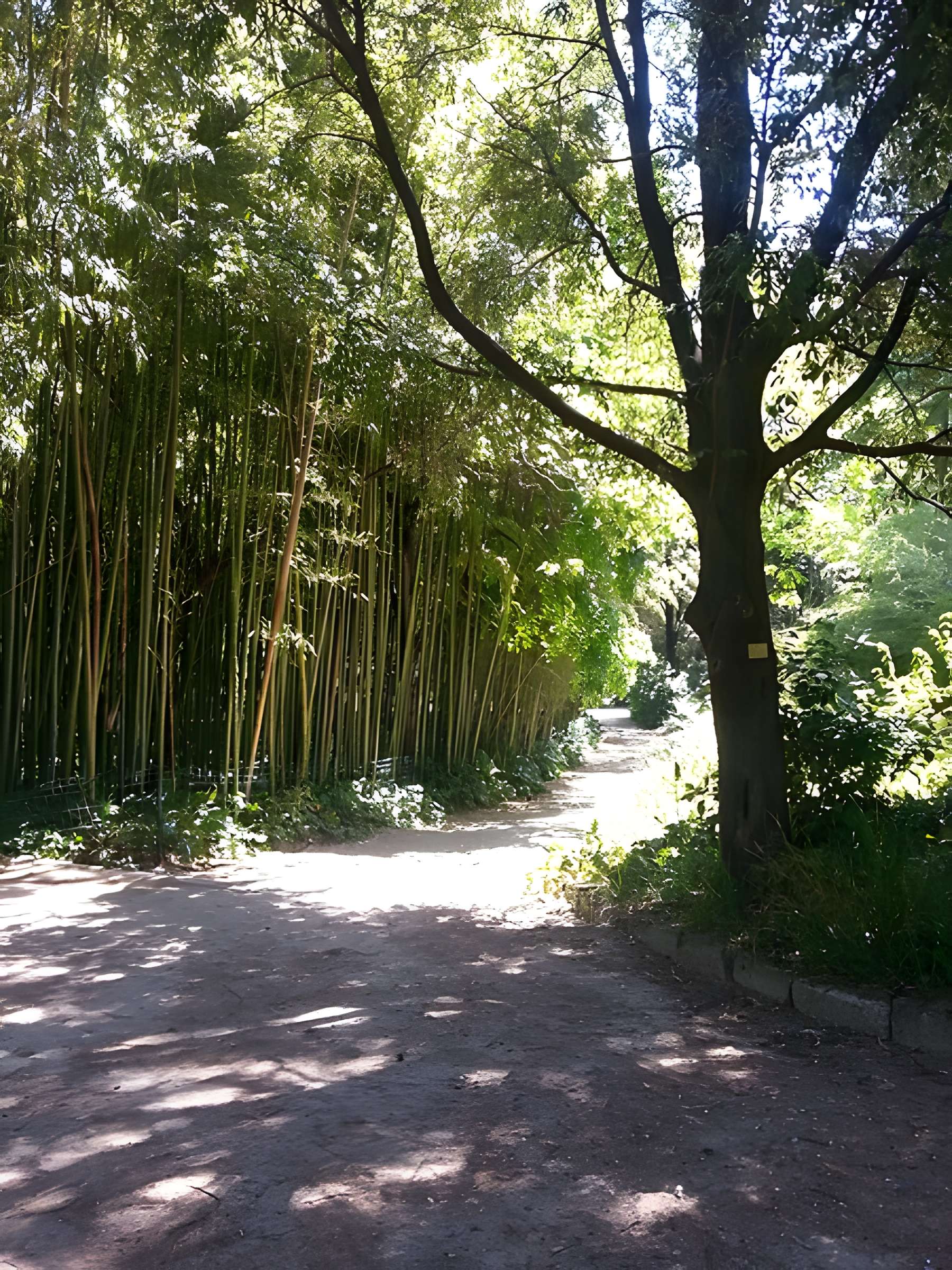 Jardin des plantes de Montpellier