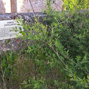 Porte Guillaume de Chartres