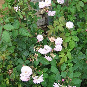 Relais de poste à chevaux à Launois-sur-Vence