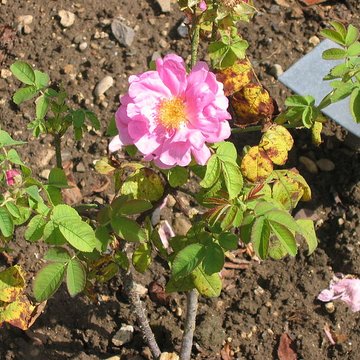 Relais de poste à chevaux à Launois-sur-Vence