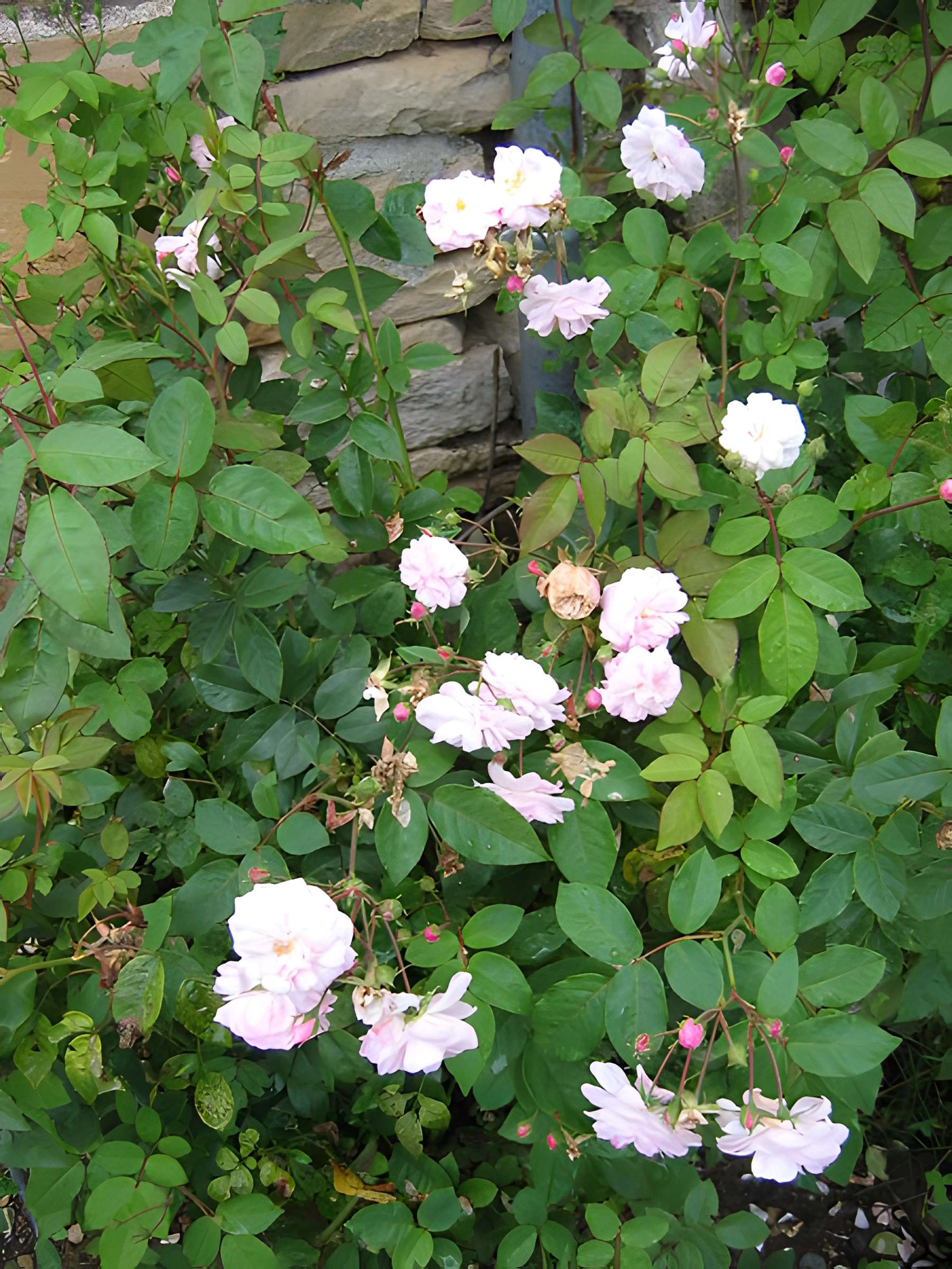 Relais de poste à chevaux à Launois-sur-Vence